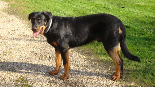 Beauceron